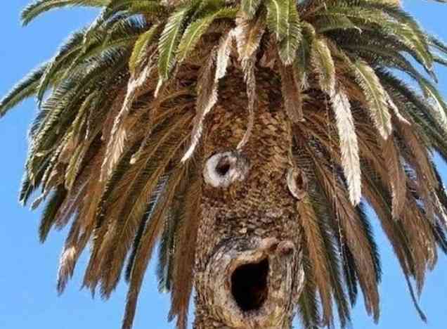 顔に見えちゃう画像（心霊モノは除く）