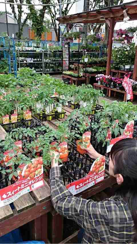キッチンガーデン｜渡辺満里奈オフィシャルブログ「VEGETABLE MINDS」Powered by Ameba