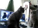 Cute Cats playing Patty Cake! THE ORIGINAL! - YouTube