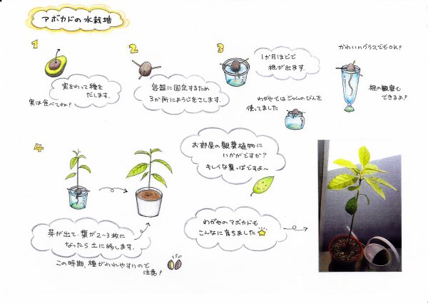 観葉植物やお花に癒されてる人