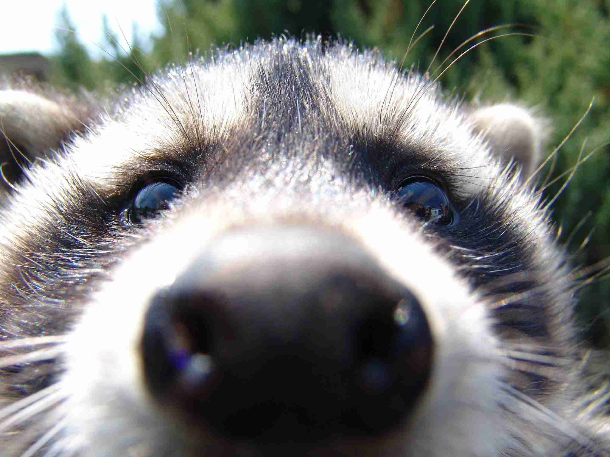 【画像】アライグマの画像が集まるトピ