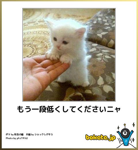 動物のボケて貼って下さい