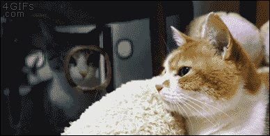 不安そうな動物の顔を貼るトピ