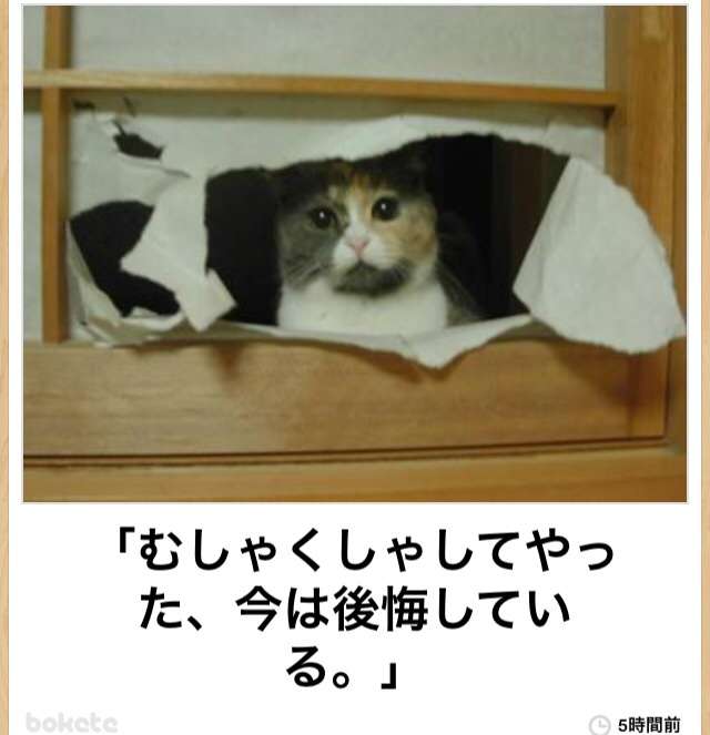 動物のボケて貼って下さい
