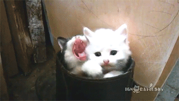 【画像】はまりまくる動物たち