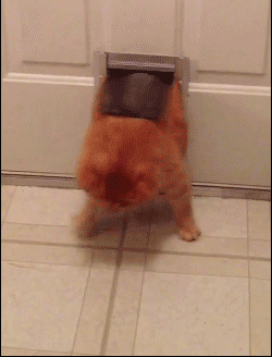【画像】はまりまくる動物たち