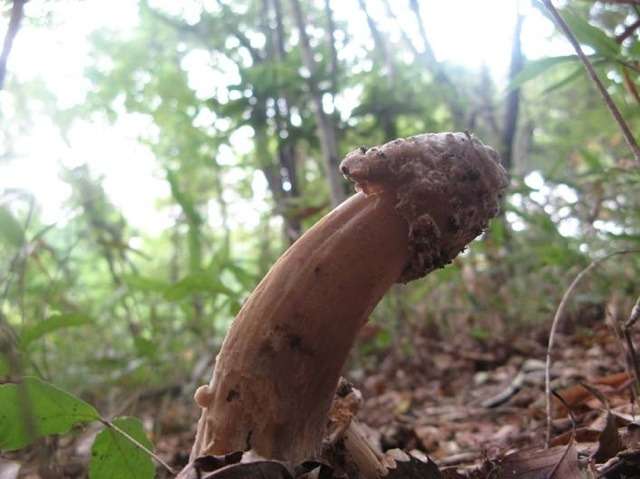 【画像】面白い見た目の植物【ブツブツ禁止】
