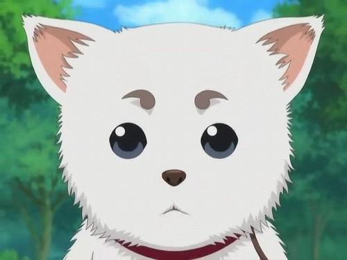 1番好きな犬の種類教えて