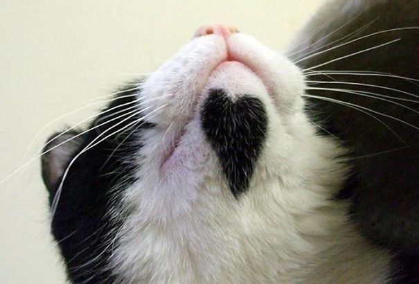 【画像】めずらしい色・模様の動物画像を集めましょう