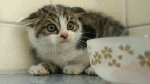 不安そうな動物の顔を貼るトピ