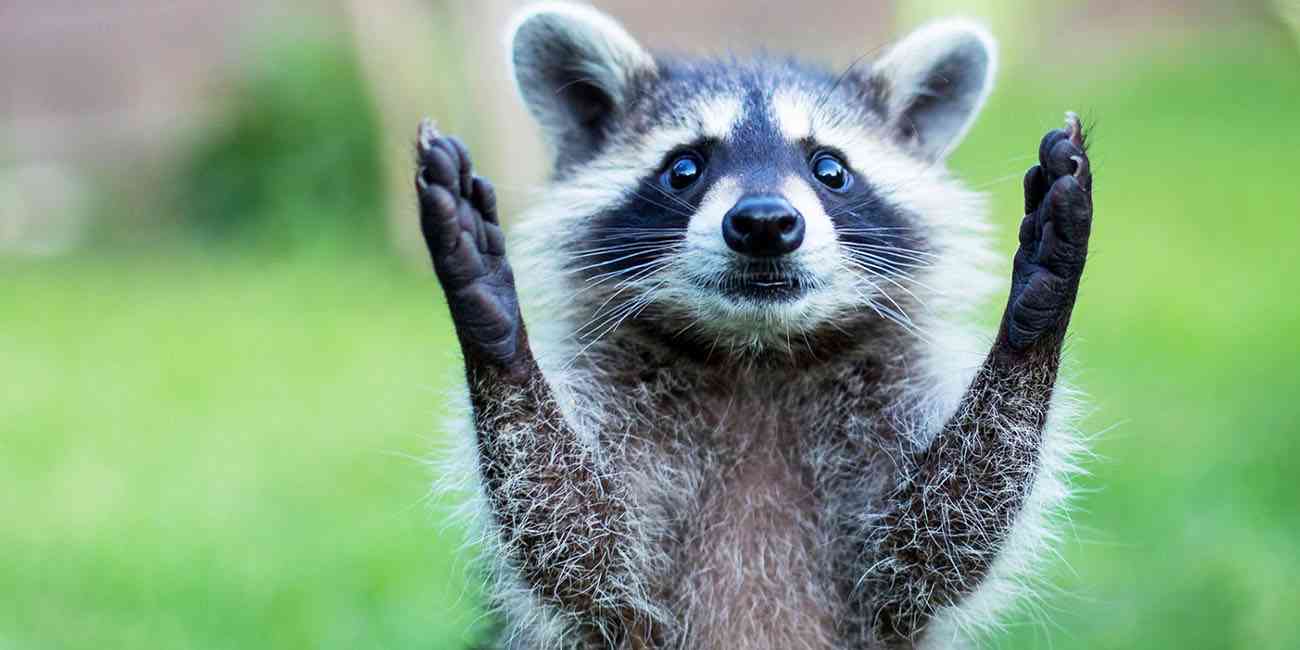 【画像】アライグマの画像が集まるトピ