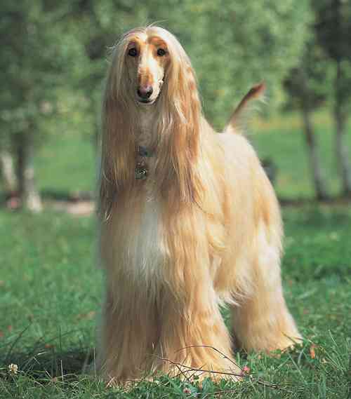 1番好きな犬の種類教えて