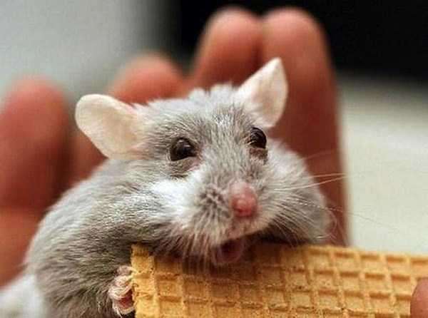 不安そうな動物の顔を貼るトピ