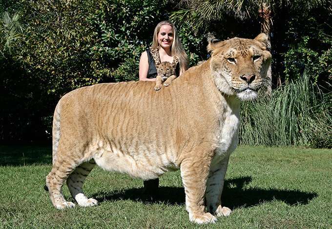 【画像】めずらしい色・模様の動物画像を集めましょう
