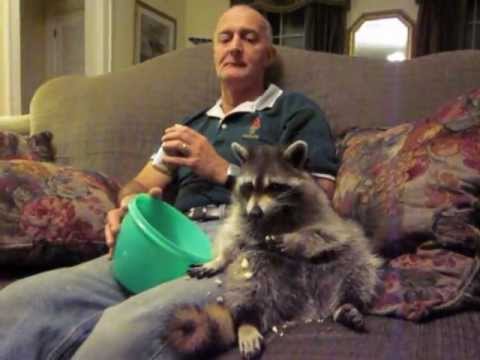 【画像】アライグマの画像が集まるトピ