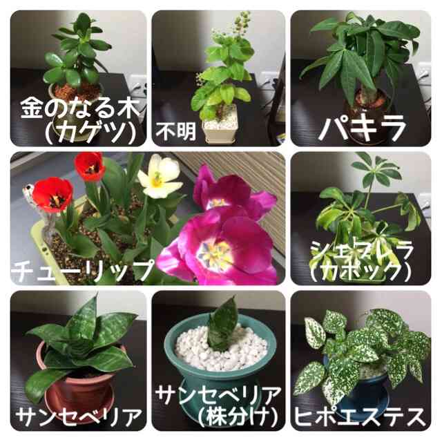 観葉植物やお花に癒されてる人