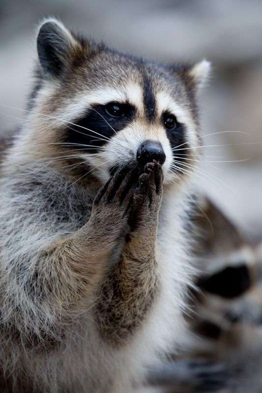 【画像】アライグマの画像が集まるトピ
