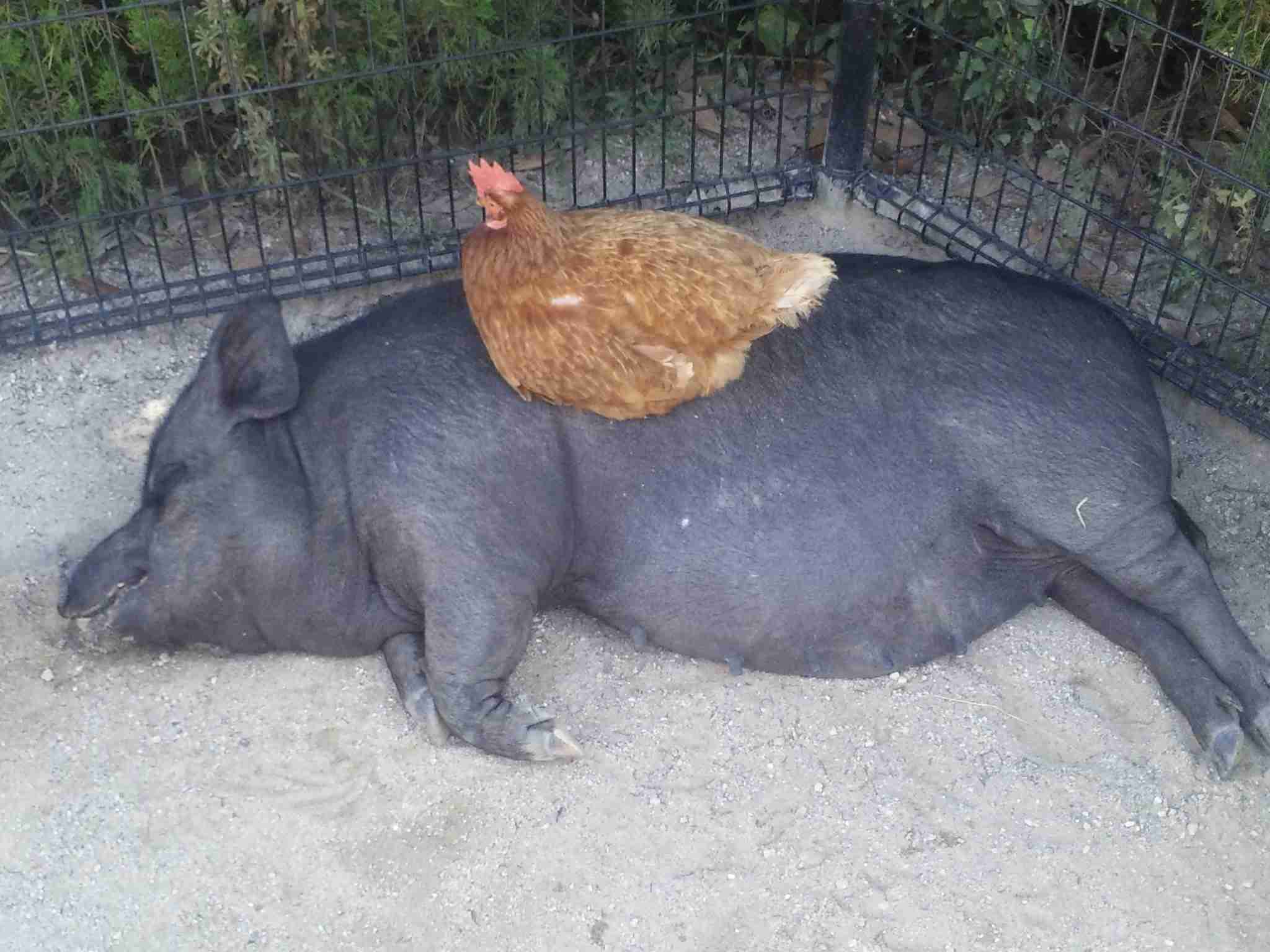 暑さでダラけた感じの動物さんの画像ください