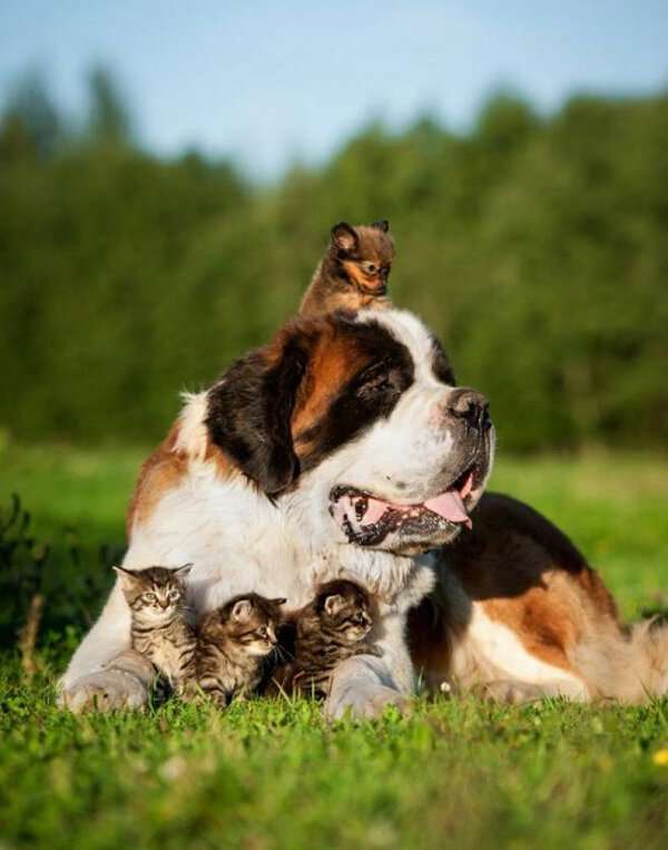 犬と猫どちらも好きな人が集まるトピ♡