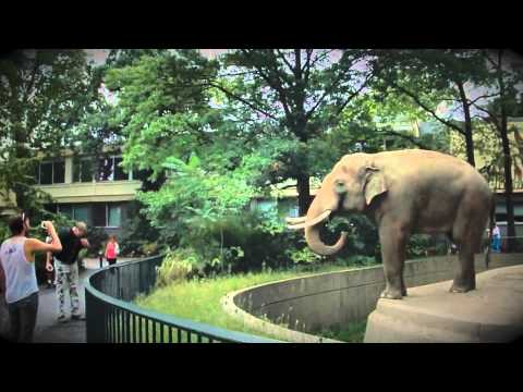 動物園の象が自分の糞を客に投げて見事に命中 - YouTube