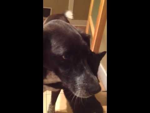 Cat misses dog after being apart for 10 days - YouTube