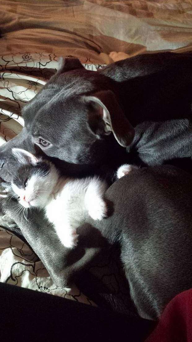 犬と猫どちらも好きな人が集まるトピ♡
