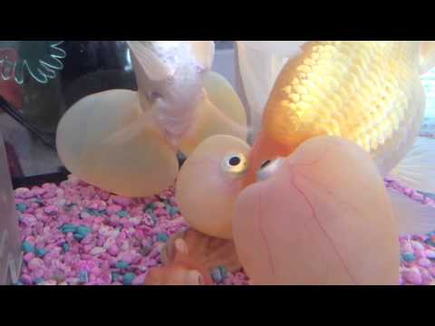 水泡眼 餌たべたいでもほっぺたべちゃう - YouTube