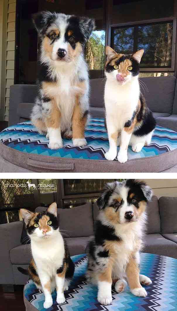 ネコを飼うのを諦めさせて下さい