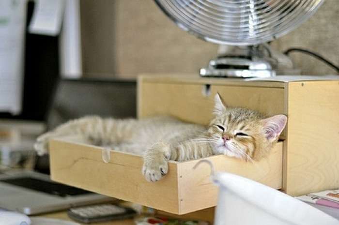 暑さでダラけた感じの動物さんの画像ください