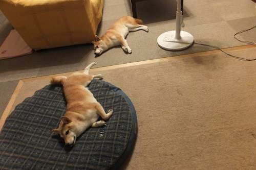 暑さでダラけた感じの動物さんの画像ください