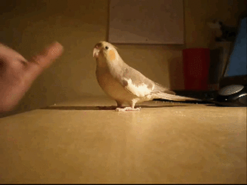 和む画像を集めるトピ
