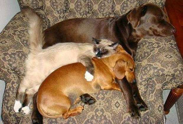 犬と猫どちらも好きな人が集まるトピ♡