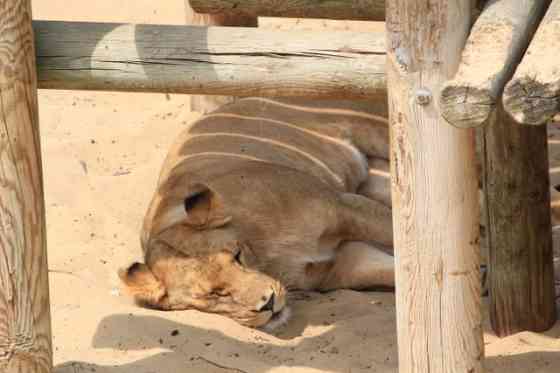 暑さでダラけた感じの動物さんの画像ください