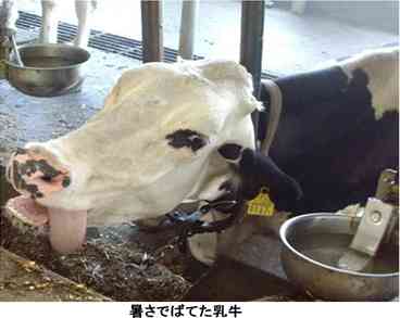 暑さでダラけた感じの動物さんの画像ください
