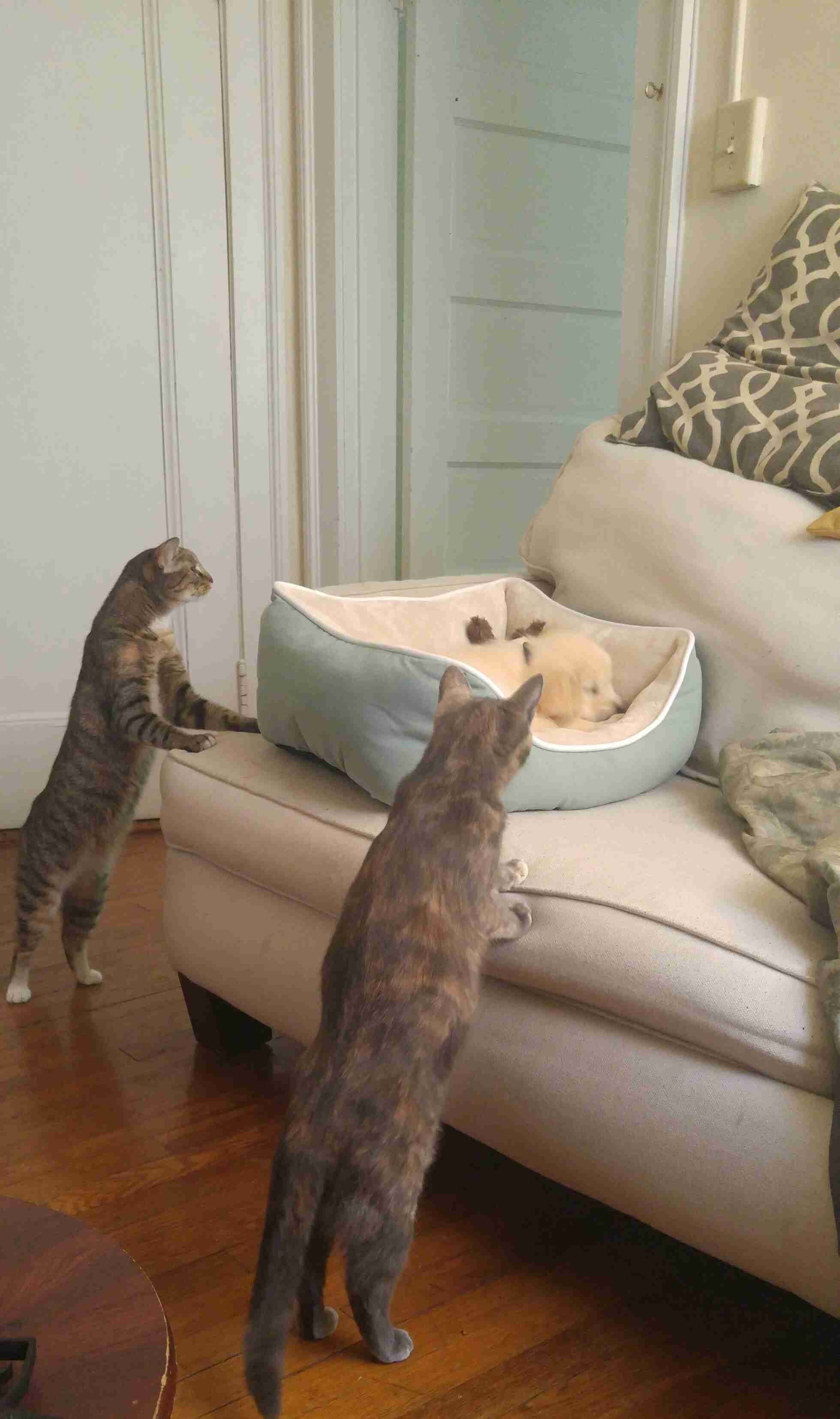 犬と猫どちらも好きな人が集まるトピ♡