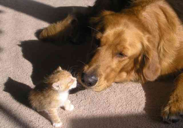 犬と猫どちらも好きな人が集まるトピ♡