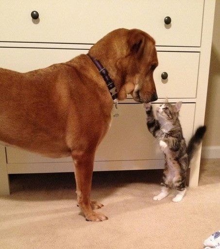 犬と猫どちらも好きな人が集まるトピ♡