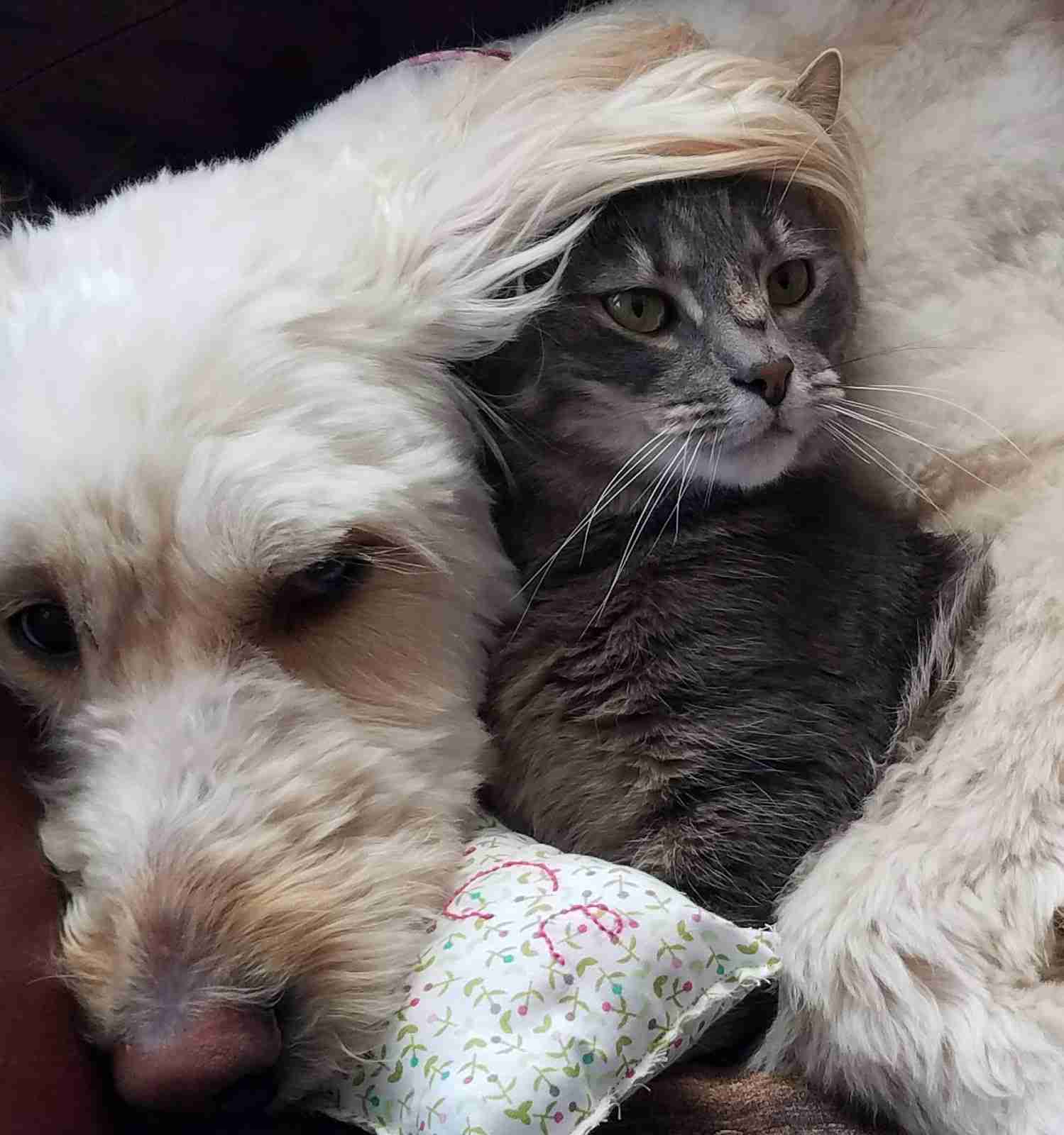 犬と猫どちらも好きな人が集まるトピ♡