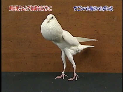 胸が大きい人のファッション