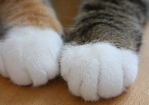 ネコを飼うのを諦めさせて下さい