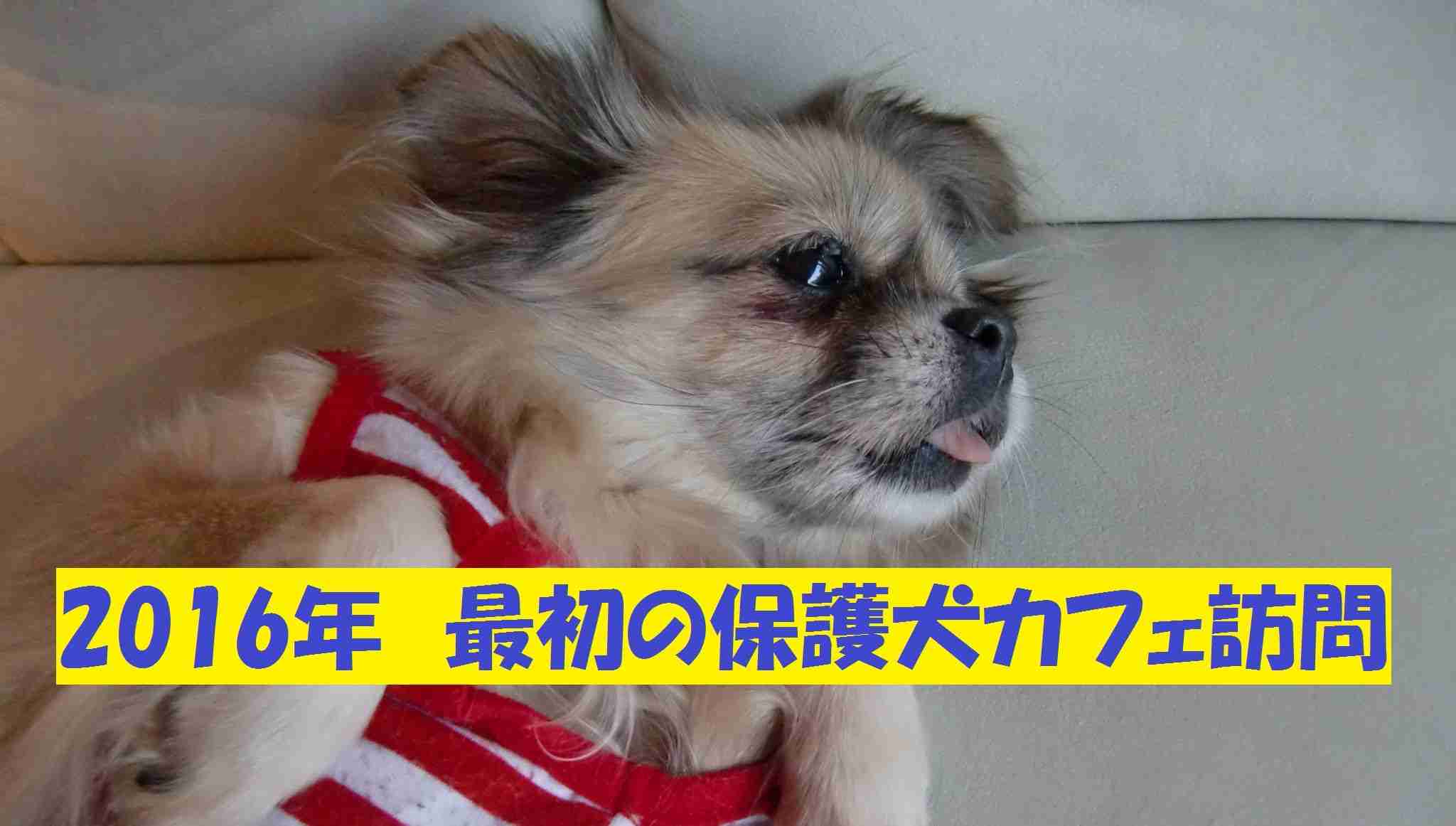 保護犬カフェ訪問 - YouTube