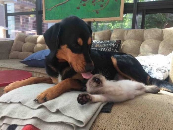 犬と猫どちらも好きな人が集まるトピ♡