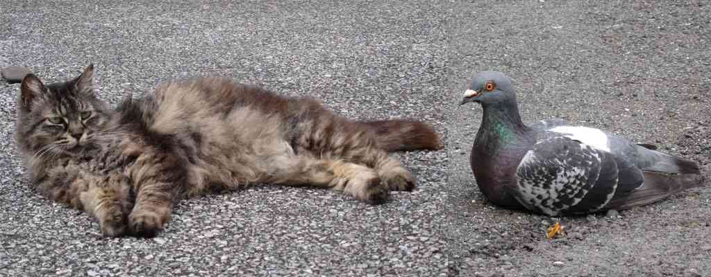暑さでダラけた感じの動物さんの画像ください