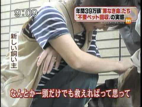 ペットの処刑場「動物愛護センター」ドリームボックス Ｄream Box~の実態 - YouTube