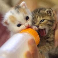 子猫に癒されたいひと集合！あなたのストレスを忘れさせる萌え時間はこちらです - NAVER まとめ