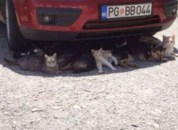 暑さでダラけた感じの動物さんの画像ください