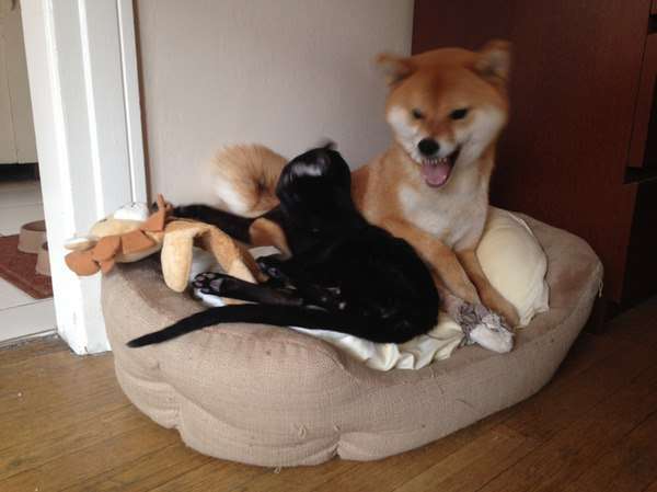 犬と猫どちらも好きな人が集まるトピ♡