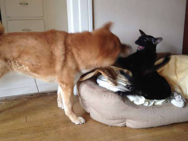 犬と猫どちらも好きな人が集まるトピ♡