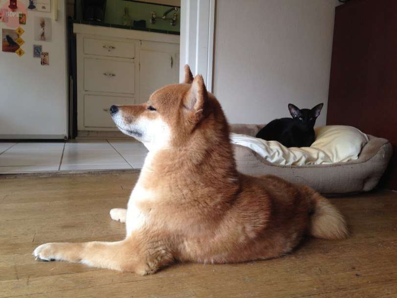 犬と猫どちらも好きな人が集まるトピ♡