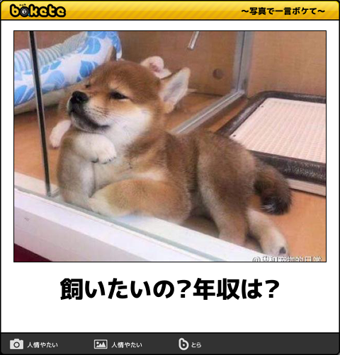 保健所から動物をお迎えしたことがある人